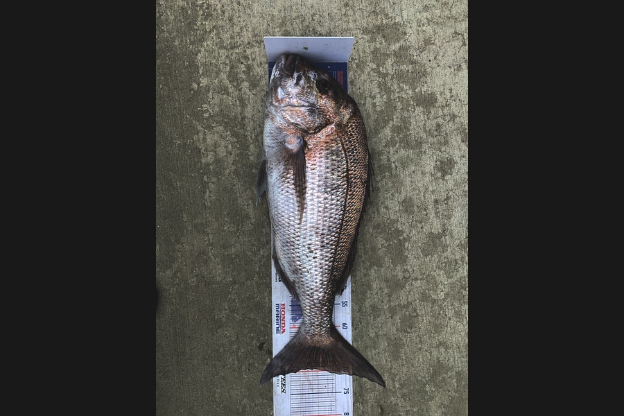Mark Piskulic caught this 69.5cm Snapper at Northland during The Export NZ Fishing Competition